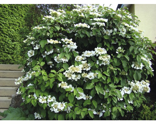 Blühender Schneeballstrauch mit weißen Blüten im Garten.