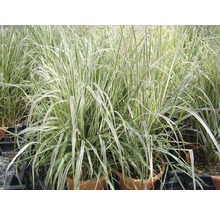 Roseau de Chine en pot