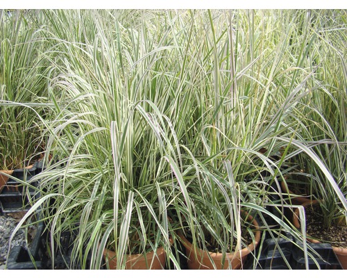 Roseau de Chine en pot