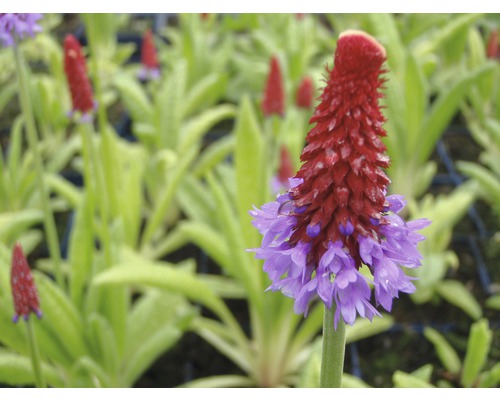Gros plan d''une primevère écarlate dans le jardin.