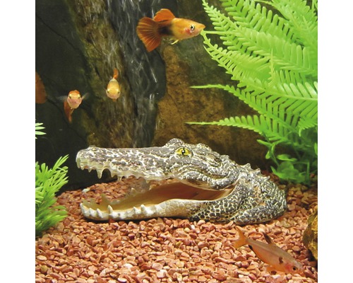 Décoration pour aquarium crocodile tête avec sortie d'air - HORNBACH