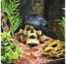 Aquariumdekoration Totenkopf medium-thumb-1 Aquariumdekoration Totenkopf medium-thumb-1