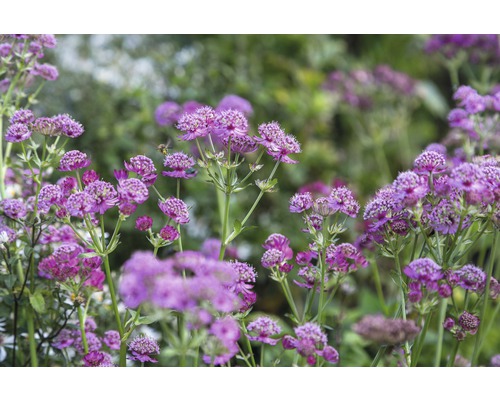 Grosse Sterndolde FloraSelf Astrantia major 'Primadonna' H 5-30 cm Co 0,5 L