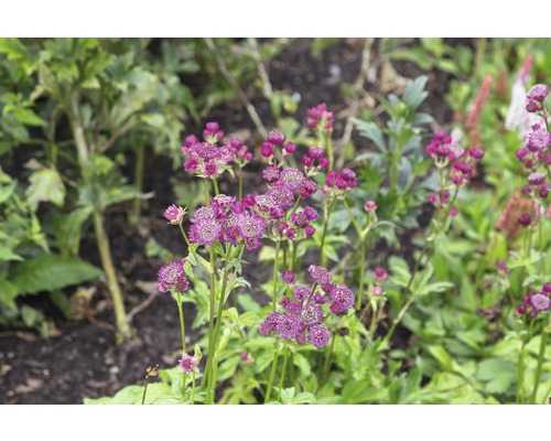 Blühende Sterndolde im Garten