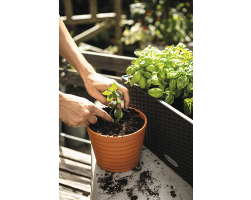 Une personne plante de la menthe dans un pot sur une table de jardin, à côté d''une jardinière contenant du basilic.