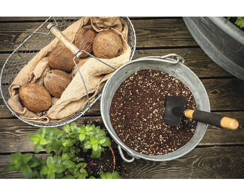 Arrangement de jardin avec des noix de coco, du terreau et une petite pelle.