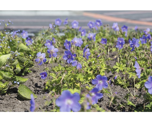 Himalaya-Storchschnabel Geranium himalayenses 'Baby Blue' H 10-40 cm Co 0,5 L