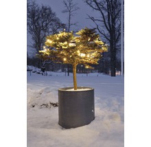 Baum mit Lichterkette in einem Pflanzgefäß im Winter