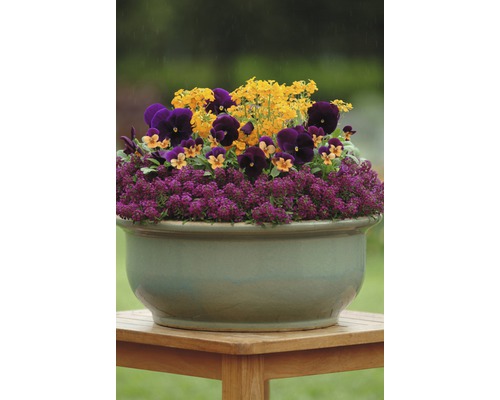 Arrangement floral avec des pensées, des alysses et des arabettes dans une jardinière sur une table