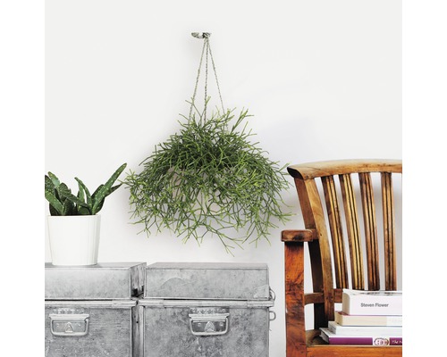 Szene mit einer hängenden Rutenpflanze, einem Kaktus im Topf, Metallkisten und einem Holzstuhl.