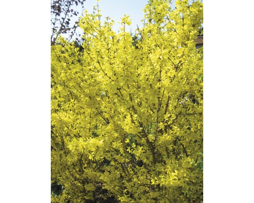 Forsythia avec des fleurs jaunes dans le jardin