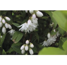 Blüten und Blätter eines Deutzia-Strauchs