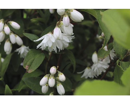 Blüten und Blätter eines Deutzia-Strauchs