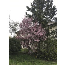 Blühender Baum im Garten