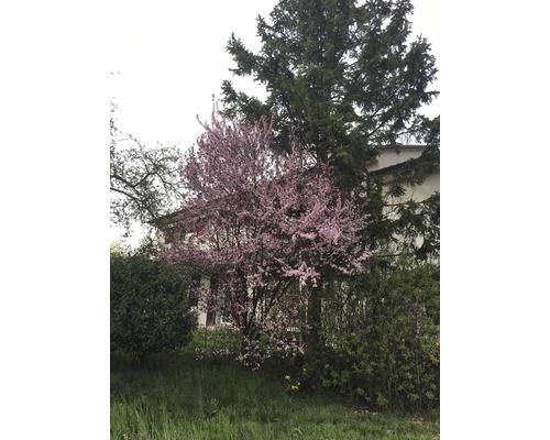 Blühender Baum im Garten