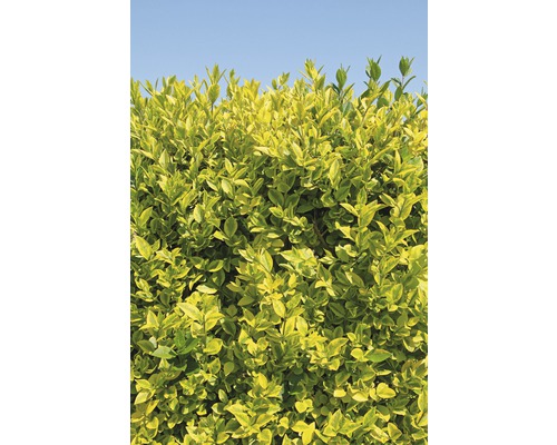 Haie brise-vue espalier troène de Californie FloraSelf Ligustrum ovalifolium 'Aureum' h 100-110 cm l 50 cm Co 18 l