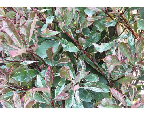 Weissgrüne Glanzmispel FloraSelf Photinia fraseri 'Pink Marble' H 80-100 cm Co 10 L