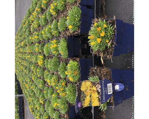 Nombreuses plantes de Delosperma Congesta en pot