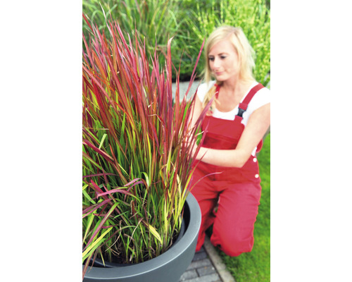 Grasnelke im Topf mit Gärtnerin im Garten