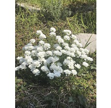 Schleifenblume FloraSelf Iberis sempervierens 'Snow Cone' H 5-25 cm Co 0,5 L-thumb-0