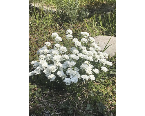 Schleifenblume FloraSelf Iberis sempervierens 'Snow Cone' H 5-25 cm Co 0,5 L-0
