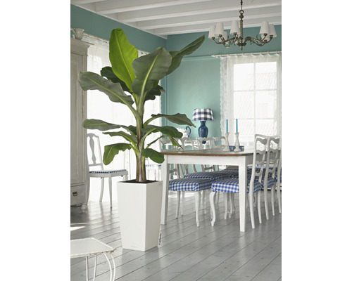 Innenraum mit Bananenpflanze im weißen Pflanzgefäß, Esstisch und Stühlen