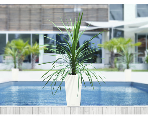 Pflanze im Pflanzgefäss am Pool