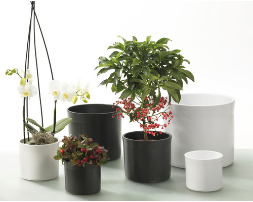 Diverses plantes dans des cache-pots noirs et blancs