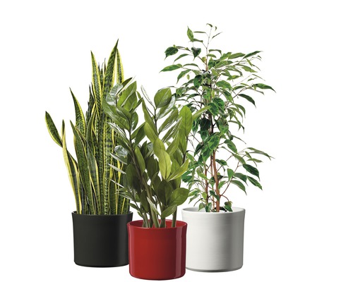Trois plantes d''intérieur en pot