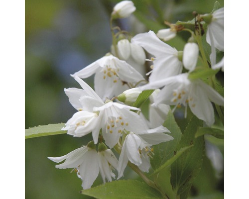 Blüten des Maiblumenstrauchs