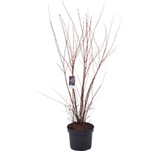 Hortensia en pot avec étiquette