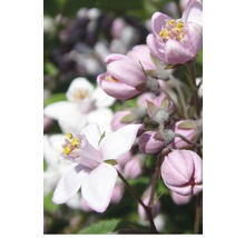 Gros plan sur des fleurs de Deutzia