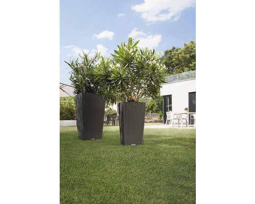 Deux grands bacs à fleurs avec des plantes dans le jardin