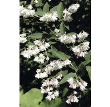 Deutzia plein, deutzia FloraSelf Deutzia scabra 'Plena' H 60-80 cm Co 4 L