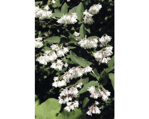 Deutzia plein, deutzia FloraSelf Deutzia scabra 'Plena' H 60-80 cm Co 4 L