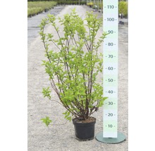 Deutzia plein, deutzia FloraSelf Deutzia scabra 'Plena' H 60-80 cm Co 4 L