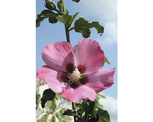 Nahaufnahme einer Hibiskusblüte