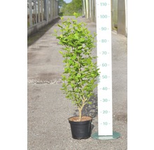 Hibiscus en pot avec indication de la taille