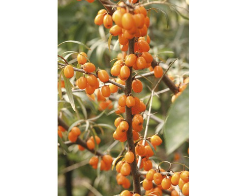 Argousier Orange 50-60 cm