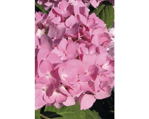 Gros plan d''une fleur d''hortensia rose