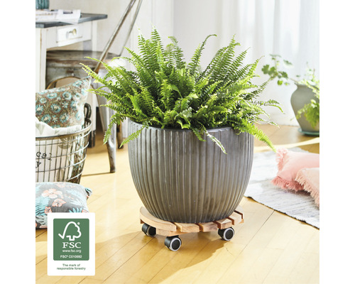 Plante d''intérieur en pot avec roulettes et label FSC pour une gestion forestière responsable