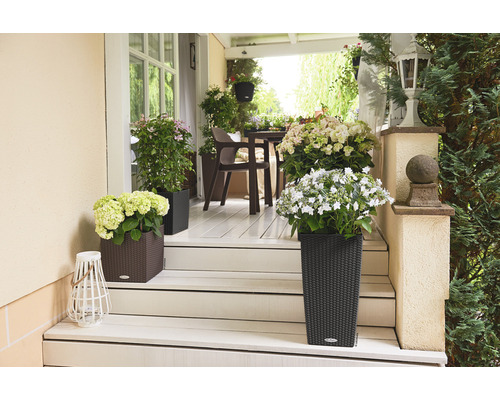 Terrasse avec plantes en pots et mobilier de jardin