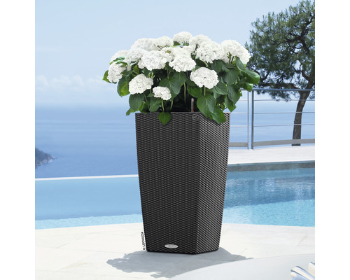 Haut bac à fleurs avec des hortensias blancs dans le jardin au bord de la piscine