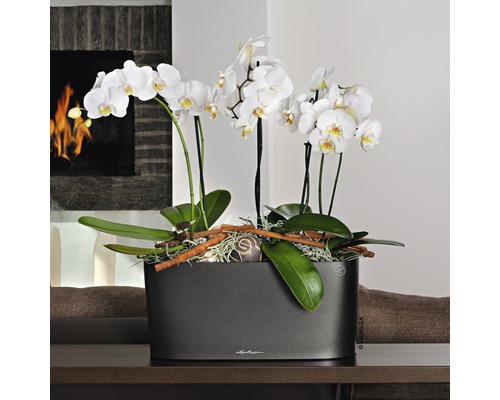 Orchideen in einem grauen Pflanzgefäß auf einem Tisch