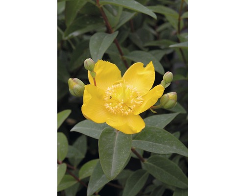 Gelbe Johanniskrautblüte mit Blättern
