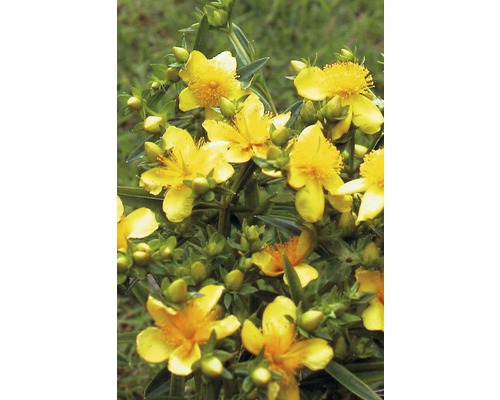 Millepertuis aux fleurs jaunes