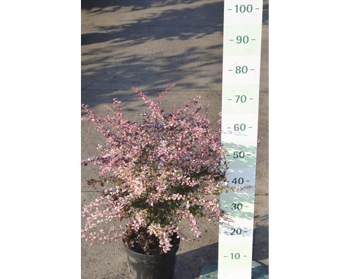 Berberitze im Topf mit Größenangabe