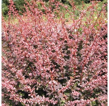 Berbéris dense avec des pousses et des feuilles.