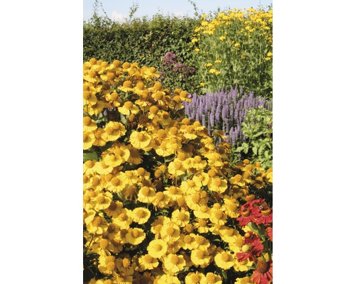 Jardin avec des plantes d''hélénie fleurissantes