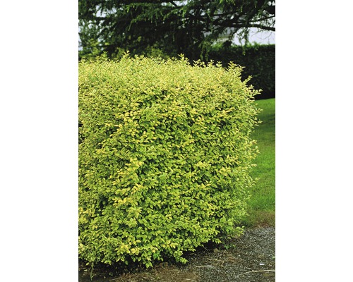 Troène de Californie FloraSelf Ligustrum ovalifolium 'Aureum' h 60-80 cm Co 4,5 l